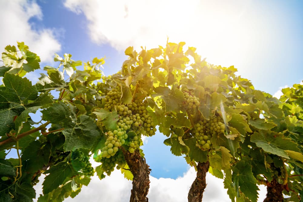 Cata de vinos en Ribeira Sacra con Pilares de Belesar