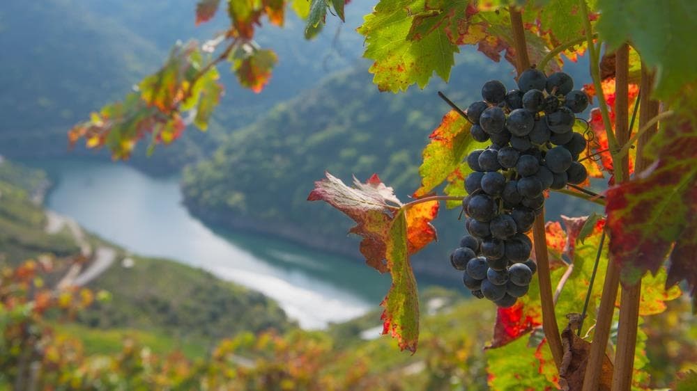 Los beneficios del enoturismo para el desarrollo rural y la sostenibilidad ambiental